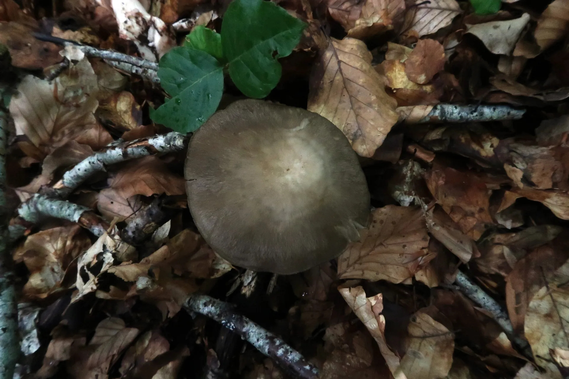 Megacollybia platyphylla - 1 - IMG_7062